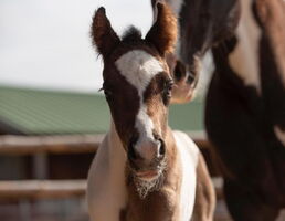Kiss Of The Asset (Lou)