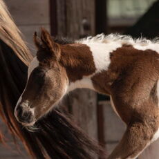 Kiss Of The Asset (Lou)